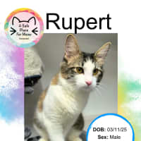 Photo of Rupert