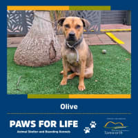 Photo of Olive