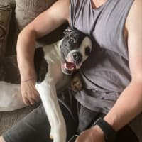 Photo of Mia   3 Year Old Staffy X (Trial)