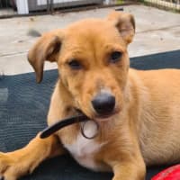 Photo of Lady Mcbeth