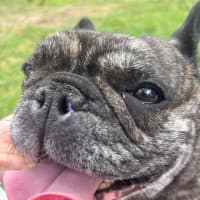 Photo of Olive