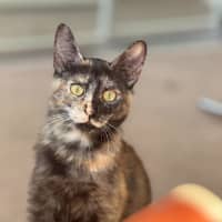 Photo of Stella