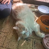 Photo of Kovu