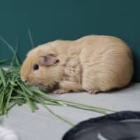 Photo of Peanut