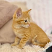 Photo of Harry   In Foster Care In Croydon