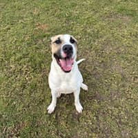 Photo of Schnookums Imp 1554