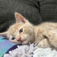 Photo of Trinket