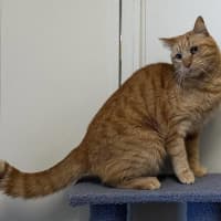 Photo of Link