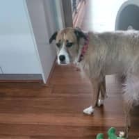 Photo of Gigi   6 Year Old Ragdoll