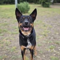 Photo of Amos (67570)