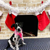 Photo of Jessie