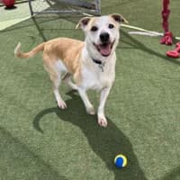 Photo of Tiki