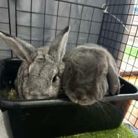 Photo of Juniper / Melon