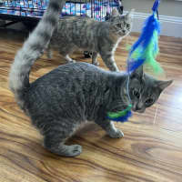 Photo of Harley   Now Available At Pe Tquarters Rutherford