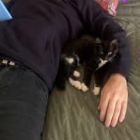 Photo of Honesty Black