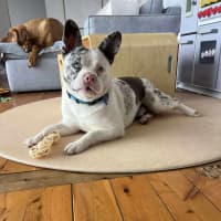 Photo of Piglet ~ French Bull Dog X Cattle Dog