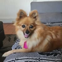 Photo of Cookie 