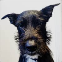 Photo of Smiffy