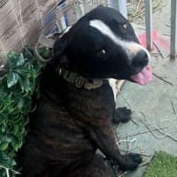 Photo of Hank Peggotty