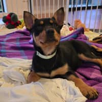 Photo of Cauliflower