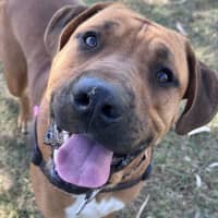 Photo of Big Boy