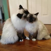 Photo of Basil And Chives 