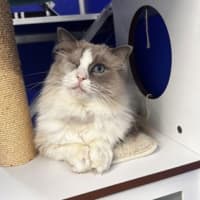 Photo of Fig