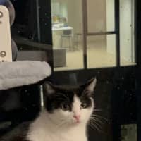 Photo of Luna