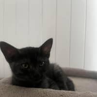 Photo of Cocoa