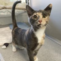 Photo of Anise