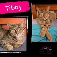 Photo of Tibby