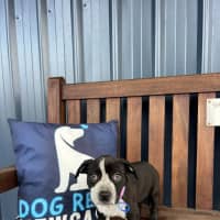 Photo of Maya   9 Week Old Cattle Dog X