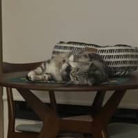 Photo of Sadie