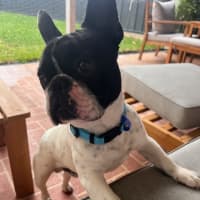 Photo of Frankie   2 Year Old French Bulldog