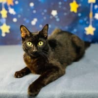 Photo of Mystica   Located In Preston 