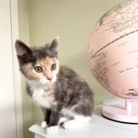 Photo of Dixie