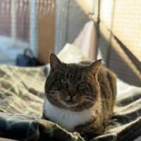 Photo of Shelby