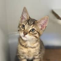 Photo of Honey 