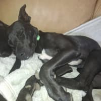 Photo of Rocco