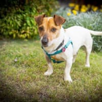 Photo of Rusty Kumara