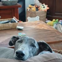 Photo of Dixie, The Greyhound