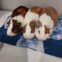 Photo of Eugeine, Dakota & Beatrice