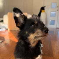 Photo of Blackie