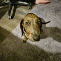 Photo of Snoopy