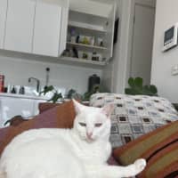 Photo of Bella The Foot Warmer