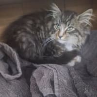 Photo of Koda Sim