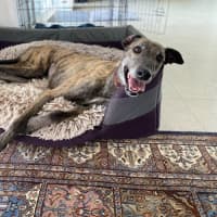 Photo of Brinny The Greyhound