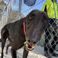 Photo of Enzo The Greyhound