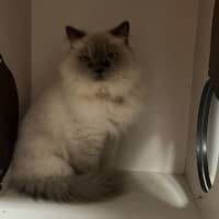 Photo of Lolly