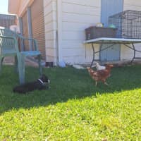 Photo of Lola   10 Week Old Boxer X